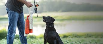 Dog Training
