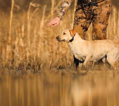 Dog Tracking GPS